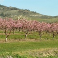 Orchard Trees