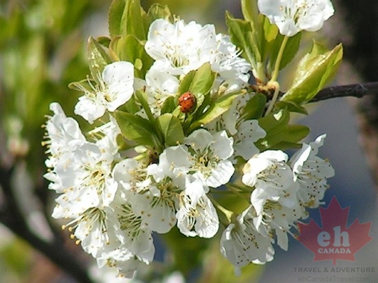 Lady Bug