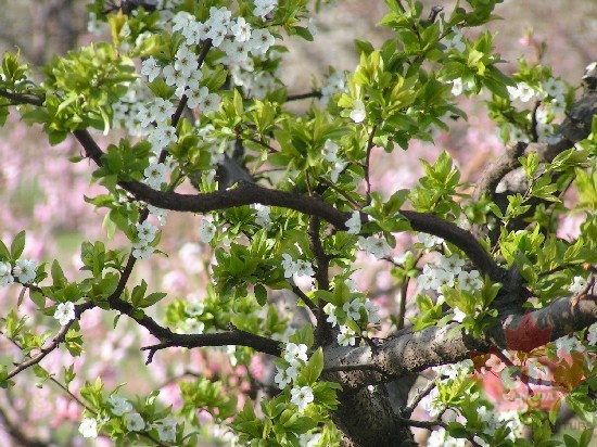 Pinks and Greens