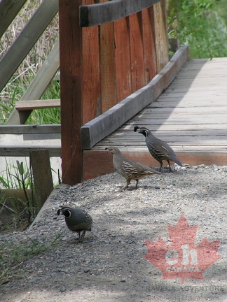 Birdwatching