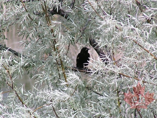 osoyoos_haynespointwetland_redwing_blackbirdmay.jpg