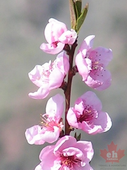 osoyoos_orchard_blossoms_in_april09.jpg