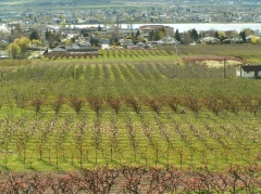 Orchards and Vineyards