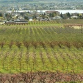 Orchards and Vineyards
