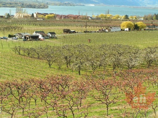 osoyoos_orchards_town_lake_osoyoos_april.jpg