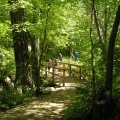 Walking Path