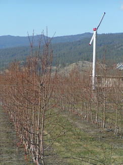 Frost Fan