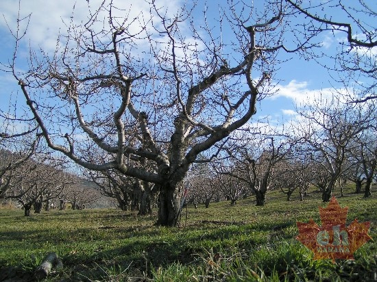 penticton_mature_healthy_orchard_trees_march.jpg