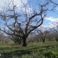 Orchard Trees