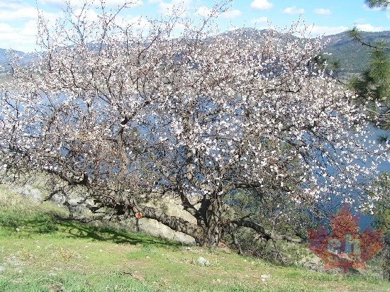 Blooms in April