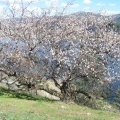 Blooms in April