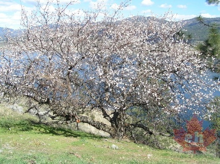 Blooms in April
