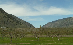 keremeos_orchard_similkameen_april.jpg