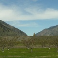 Orchards