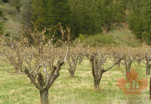 Olalla Orchards