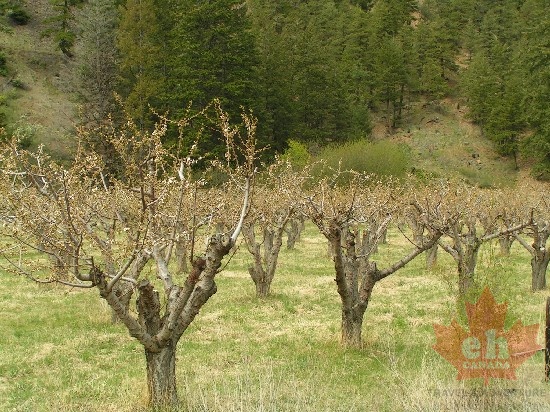 Olalla Orchards