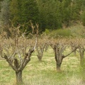 Olalla Orchards