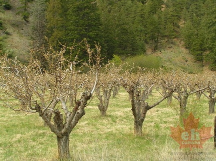 Olalla Orchards