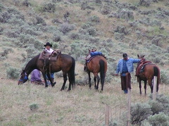 Cowboys