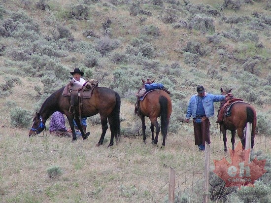 Cowboys