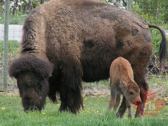 Bison