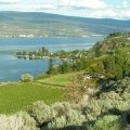 Vineyards and Orchards