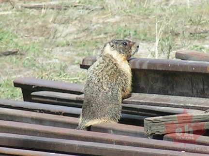 Marmot