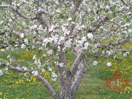 White Blossoms