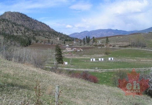 Vineyards