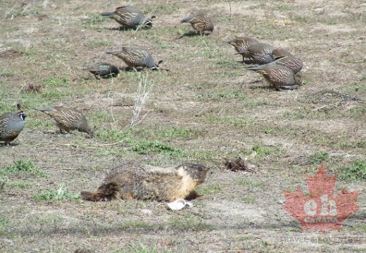 Marmot and Birds