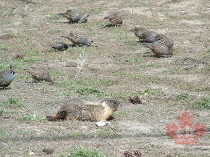 Marmot and Birds