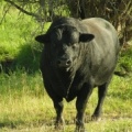 Bull Stare