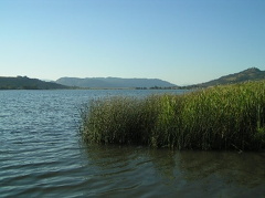 vernon_swan_lake_july.jpg