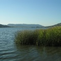 Swan Lake