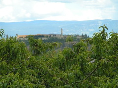 westbank_orchards_and_vinyards.jpg