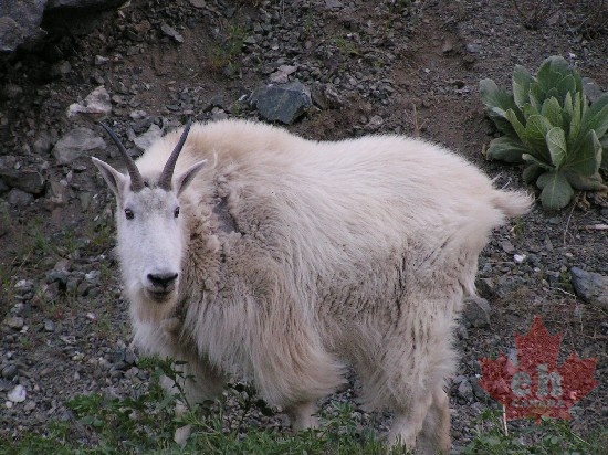 Mountain Goat
