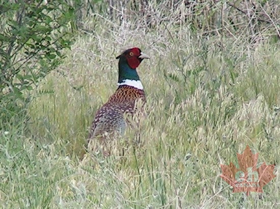 Ring Necked Pheasant