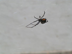 Black Widow Spider