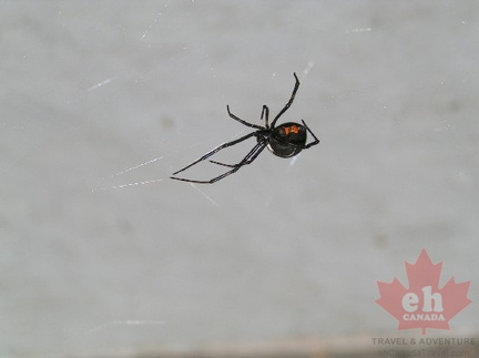 Black Widow Spider