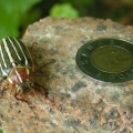 Toonie Size