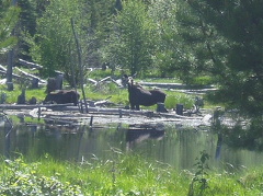 Moose