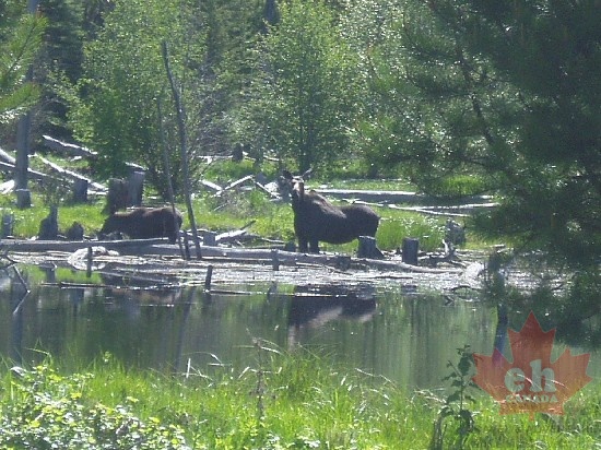okanagan_wildlife_two_moose.jpg