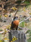 Robin