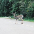 Deer