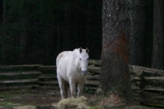 horse.jpg