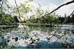 Lily Pads
