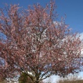 Cherry Blossoms
