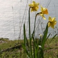 Daffodil