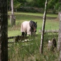 Horses