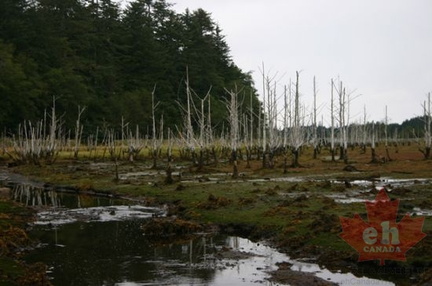 Ghost Trees